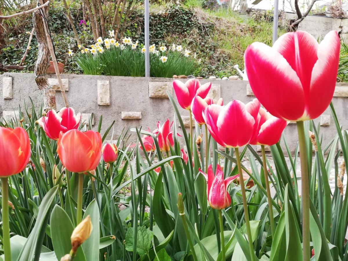 קופר Vila Flori מראה חיצוני תמונה